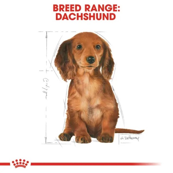 Royal Canin Dachshund Puppy - Суха храна за подрастващи дакели от 2 до 10 месечна възраст - 1.5 кг